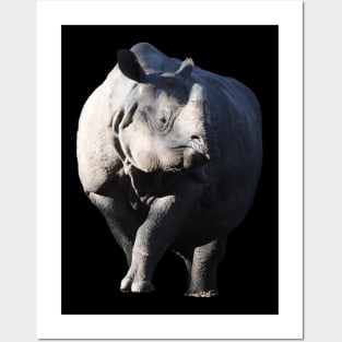 Rhino Posters and Art